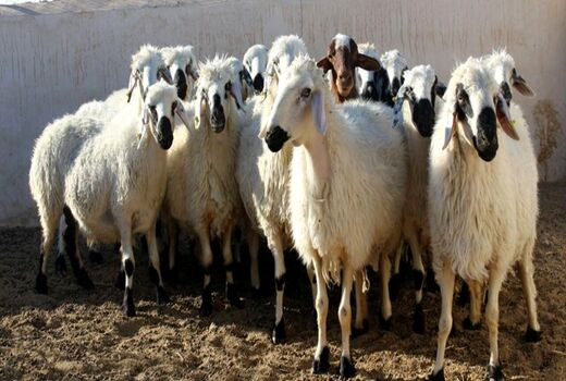 عرضه دام زنده در سنندج ممنوع شد