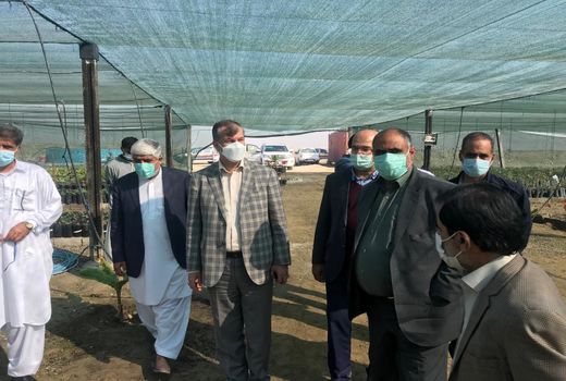 معاون وزیر جهادکشاورزی از مجتمع کشت و صنعت مکران در سیستان و بلوچستان بازدید کرد