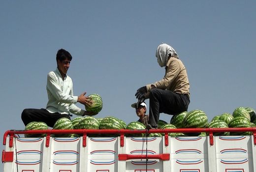 برداشت هندوانه از شهرستان هلیلان آغاز شد