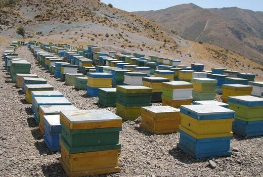 عسل تابستانه در شهرستان بردسیر  در حال برداشت است