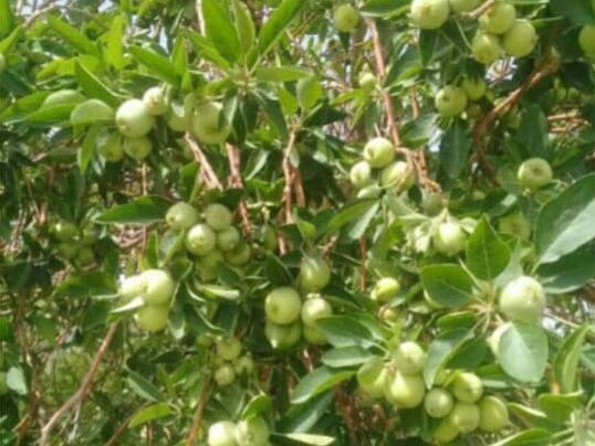 برداشت سیب درختی در شهرستان بشاگرد