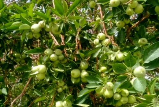 برداشت سیب درختی در شهرستان بشاگرد