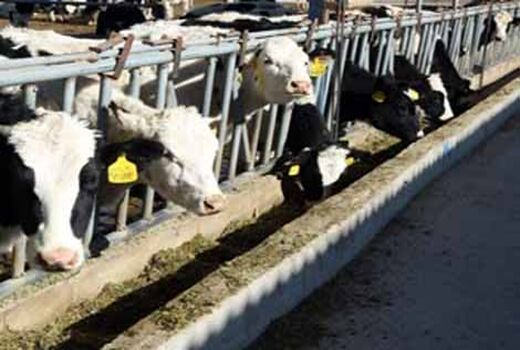 نهاده‌های نامرغوب علت اصلی تأخیر در ارسال نهاده به اصفهان
