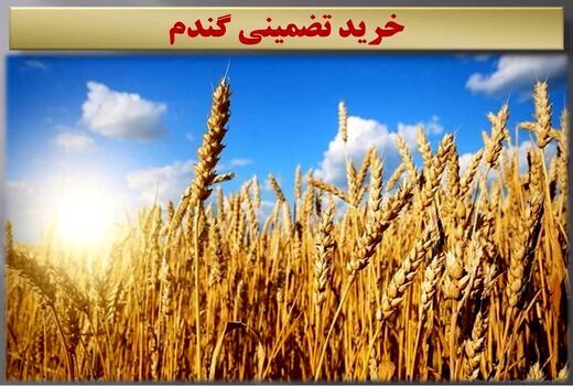 خرید تضمینی 8500 تن گندم از کشاورزان ساروی