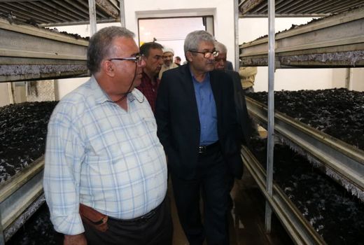 افزایش ارزآوری با واردات بذر و کشت محصول در خوزستان