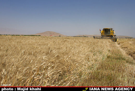 هر کیلو گندم دیم 1921 ؛  آبی 1481 تومان 