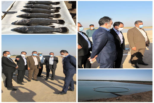 پرورش ماهی باس دریایی آسیایی با استفاده از پساب کشاورزی