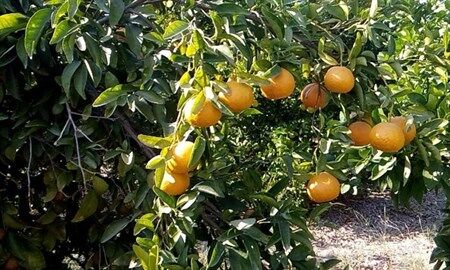 جهش تولید با افزایش 10 درصدی تولید برنج و نارنگی/ تولید 4.3 میلیون تنی مرکبات و برنج 