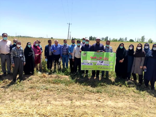 کلزاکاران شهرستان تاکستان با رقم‌های مناسب کشت کلزا آشنا شدند