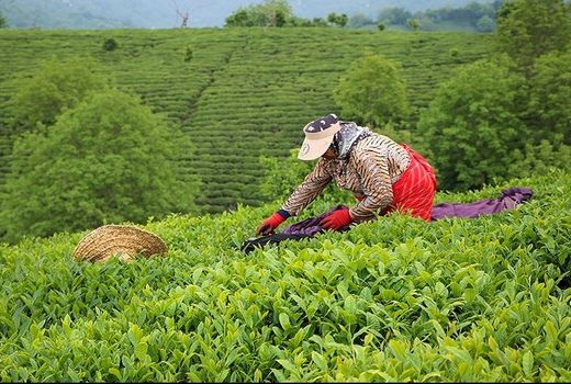 قیمت‌ خرید تضمینی برگ سبز چای و پیله تر ابریشم برای سال زراعی 99-1398 تعیین شد
