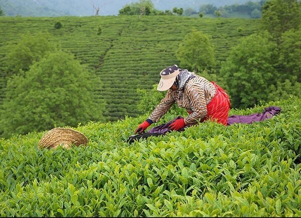قیمت‌ خرید تضمینی برگ سبز چای و پیله تر ابریشم برای سال زراعی 99-1398 تعیین شد