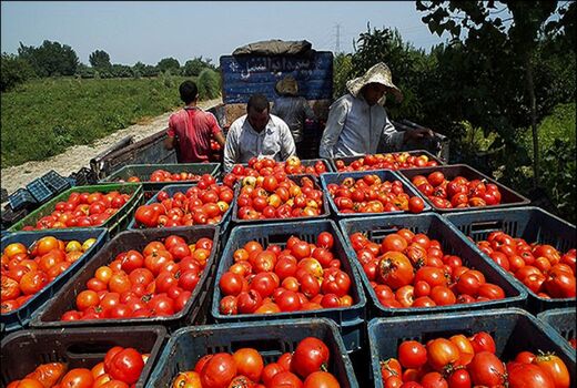 ممنوعیت صادرات رب و نبود اعتبار برای خرید حمایتی گوجه فرنگی 