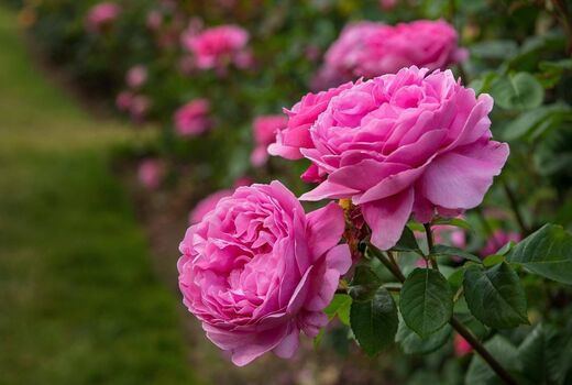 آغاز اجرای طرح کشت 2 هکتاری گل محمدی در میاندوآب