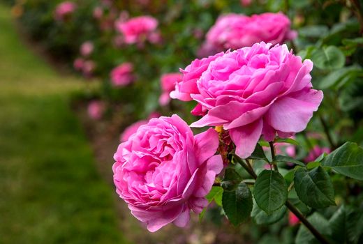 آغاز اجرای طرح کشت 2 هکتاری گل محمدی در میاندوآب