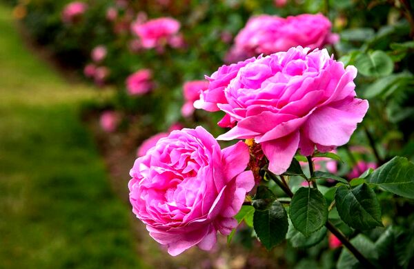 آغاز اجرای طرح کشت 2 هکتاری گل محمدی در میاندوآب