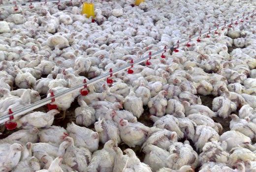 جوجه‌ریزی در استان بوشهر از 20 میلیون قطعه فراتر رفت