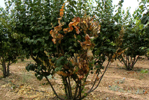 طرح تحقیقی ترویجی مبارزه با بیماری آتشک درختان میوه دانه دار در شهرستان بردسیر 
