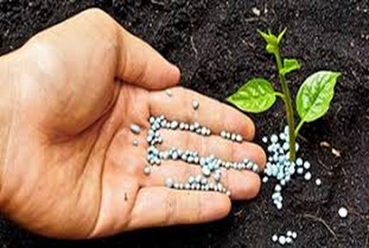 توزیع  6100 تن کود ازت بین کشاورزان استان بوشهر