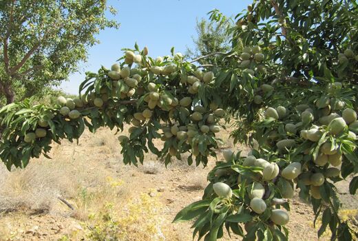 افزایش 41 درصدی تولید بادام در چهارمحال و بختیاری 