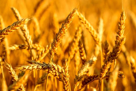 رکوردشکنی تولید گندم در کهگیلویه و بویراحمد 