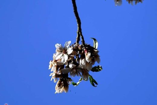 خسارت 20 هزار میلیارد ریالی سرمازدگی به باغات چهارمحال و بختیاری 