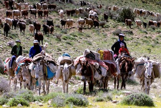 عشایر حافظان هویت، طبیعت و امنیت غذایی هستند/آغاز دوره‌ای تازه برای بهبود معیشت و خدمت به عشایر کشور 

