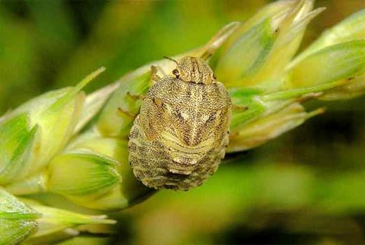 مبارزه شیمیایی با آفت سن گندم در دیمزارهای شهرستان مراغه