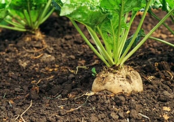 کاهش ۲۰ درصدی سطح زیر کشت چغندر خراسان شمالی 