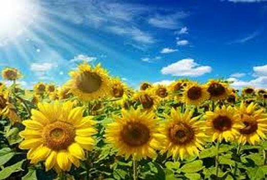 کاشت آفتابگردان در بخش باغین شهرستان کرمان