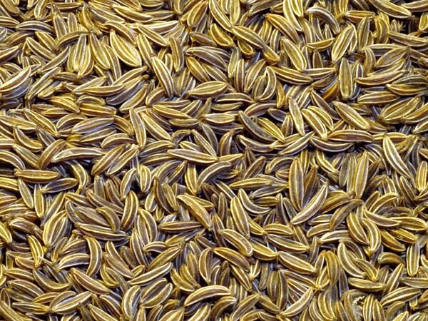 آغاز کشت زیره سبز در اراضی کشاورزی آبیک