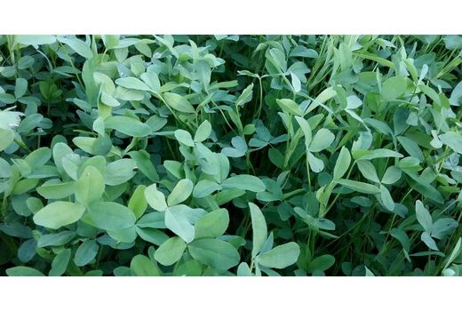 کشت 2400 هکتاری شبدر در نکا/ 20 تن بذر توزیع شد