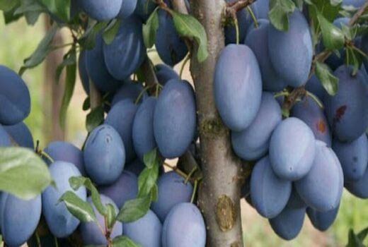 پیش بینی برداشت ۷۹۰ تٌن آلو در خراسان جنوبی