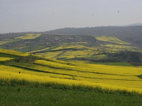 افزایش 50 درصدی کشت کلزا در جویبار/کشت محصول در 1800 هکتار