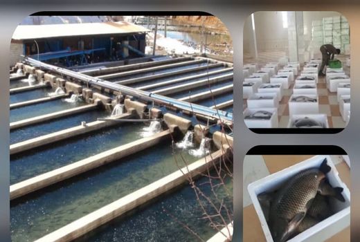 افزایش صادرات آبزیان خوراکی از استان اصفهان