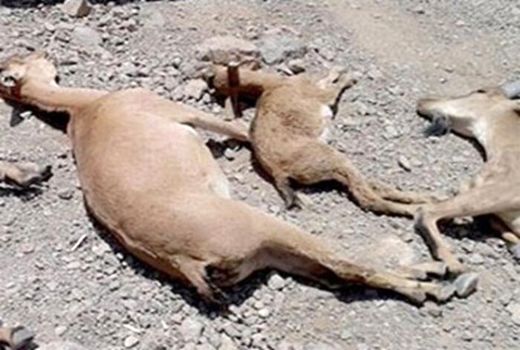 طاعون علت مرگ وحوش در استان خراسان شمالی است