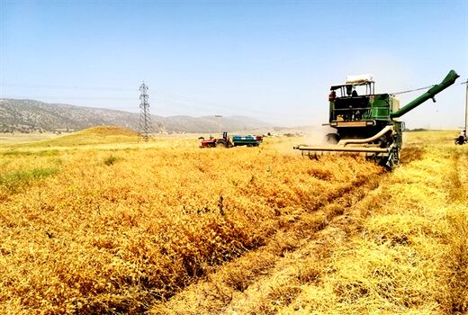 آغاز برداشت کشت نخود پاییزه در استان ایلام