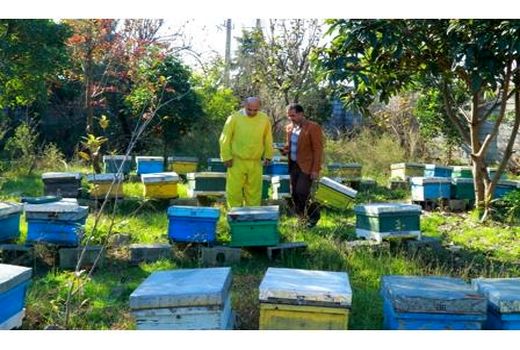 فعالیت 500 زنبوردار در ساری/تولید 430 تن عسل
