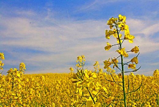 بیش از یک هزار تن کلزا از کشاورزان کردستانی خریداری شد