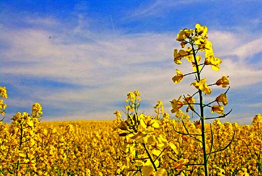 بیش از یک هزار تن کلزا از کشاورزان کردستانی خریداری شد
