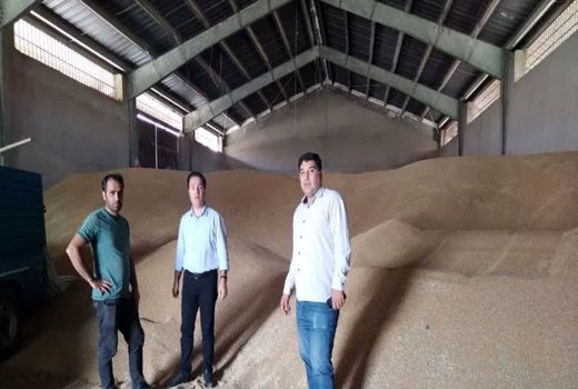 برداشت گندم از مزارع شهرستان جلفا 