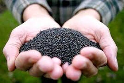 کاشت یکپارچه کلزا در شهرستان داراب

