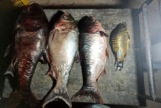 رشد قابل توجه تولید ماهی در شاهرود/ رهاسازی بیش از ۶۲۲ هزار قطعه بچه ماهی در استخرهای شاهرود