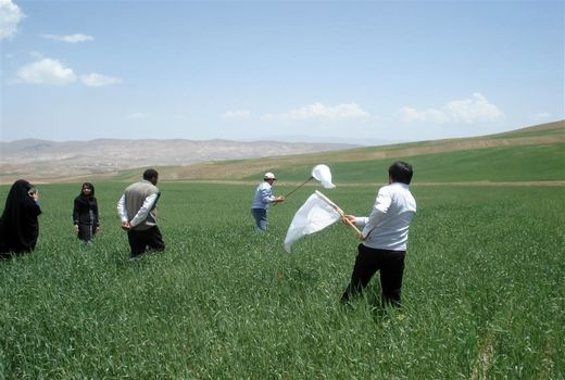 مدیریت جامع کنترل آفت سن گندم و تولید گندم پاک