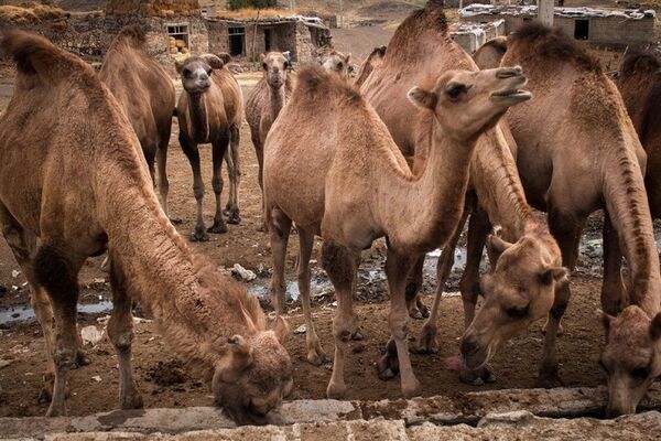 پرورش 385 نفر شتر در آذربایجان غربی