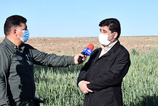 اجرای طرح جهش تولید گندم دیم در سطح 104 هزار هکتار از مزارع آذربایجان شرقی
