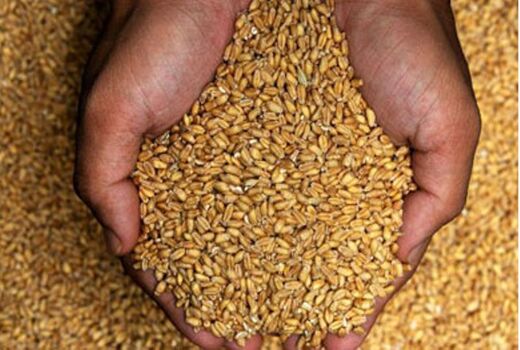 تولید بیش از ۱۳ هزار تن بذر اصلاح شده غلات در خراسان شمالی


