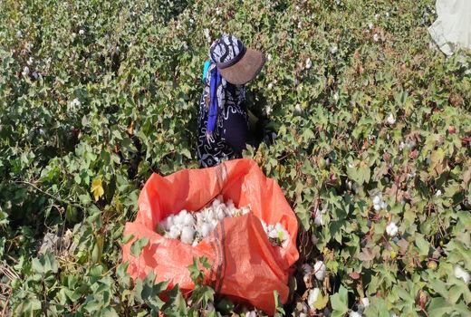 پایان برداشت طلای سفید در شهرستان زرین دشت