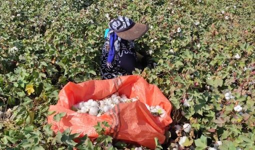 پایان برداشت طلای سفید در شهرستان زرین دشت