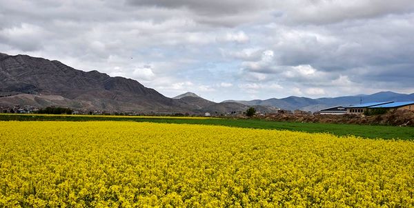 پیش‌بینی برداشت 5 هزار تن دانه روغنی کلزا در کردستان
