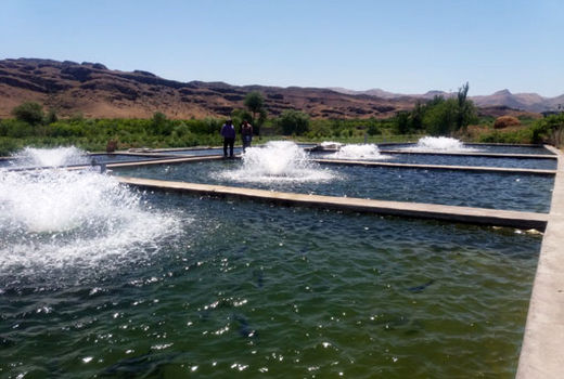 رتبه پنجمی آبزی پروری شهرستان اهر در استان آذربایجان شرقی 